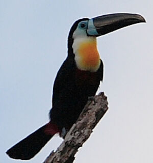 Toucan ariel