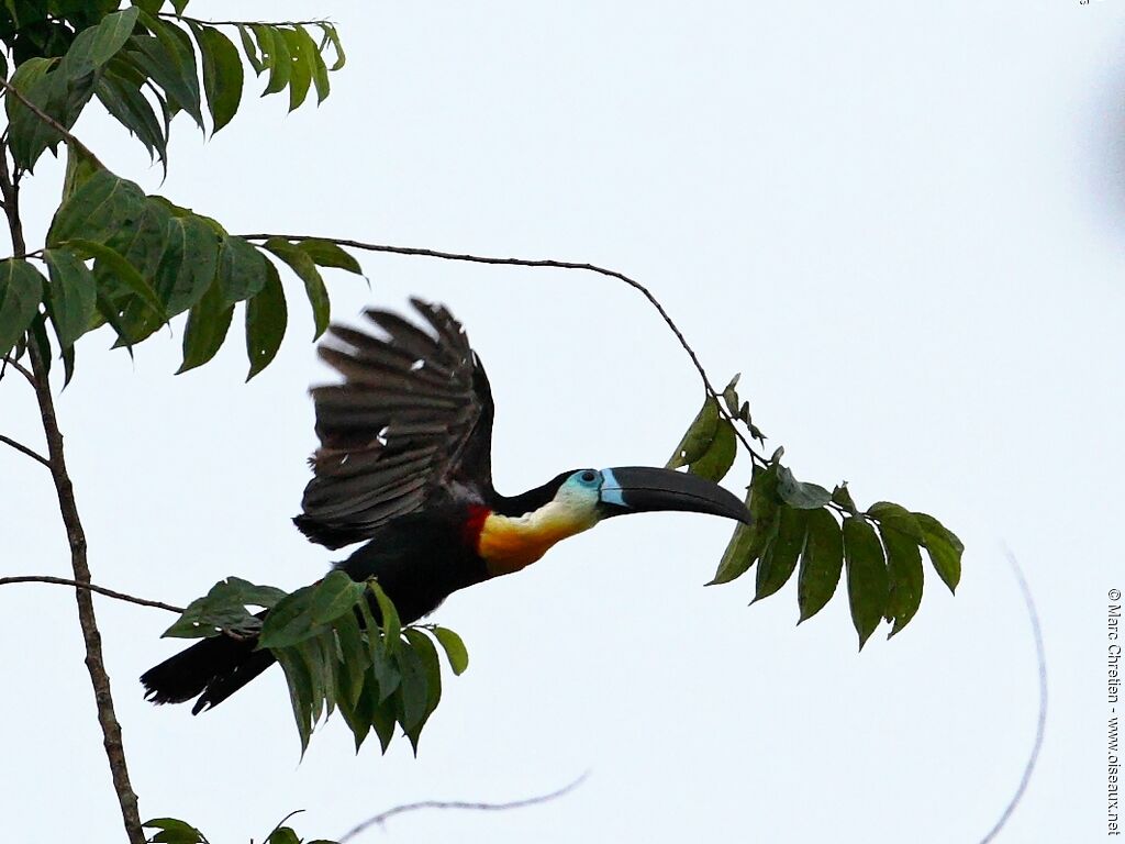 Toucan ariel - Ramphastos vitellinus ariel