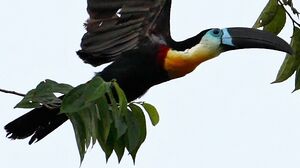 Toucan ariel