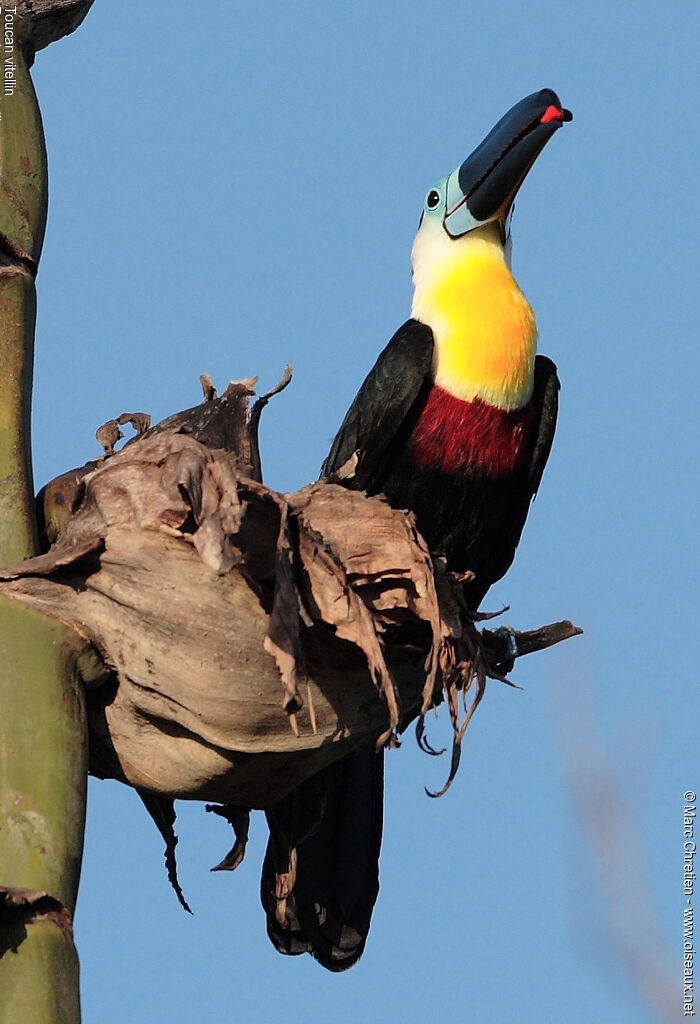 Toucan ariel - Ramphastos vitellinus ariel