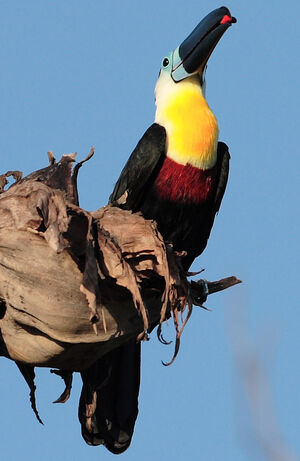 Toucan ariel