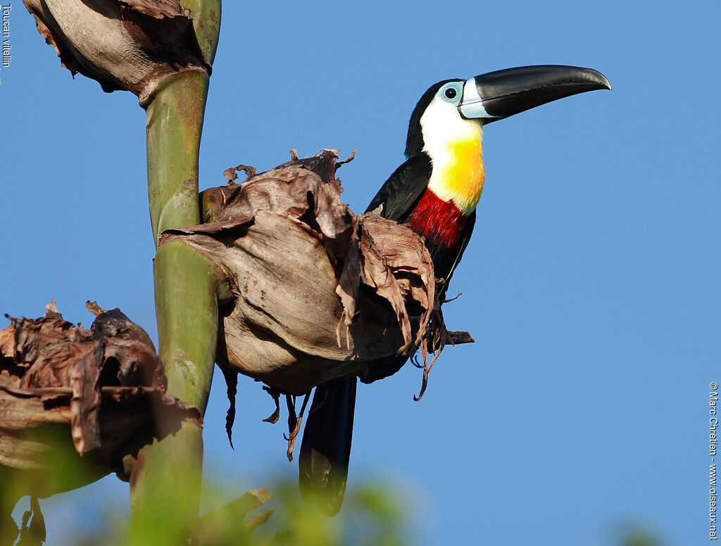 Toucan ariel - Ramphastos vitellinus ariel