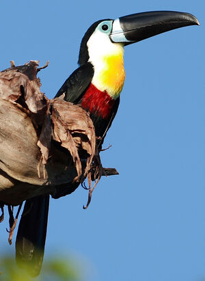 Toucan ariel