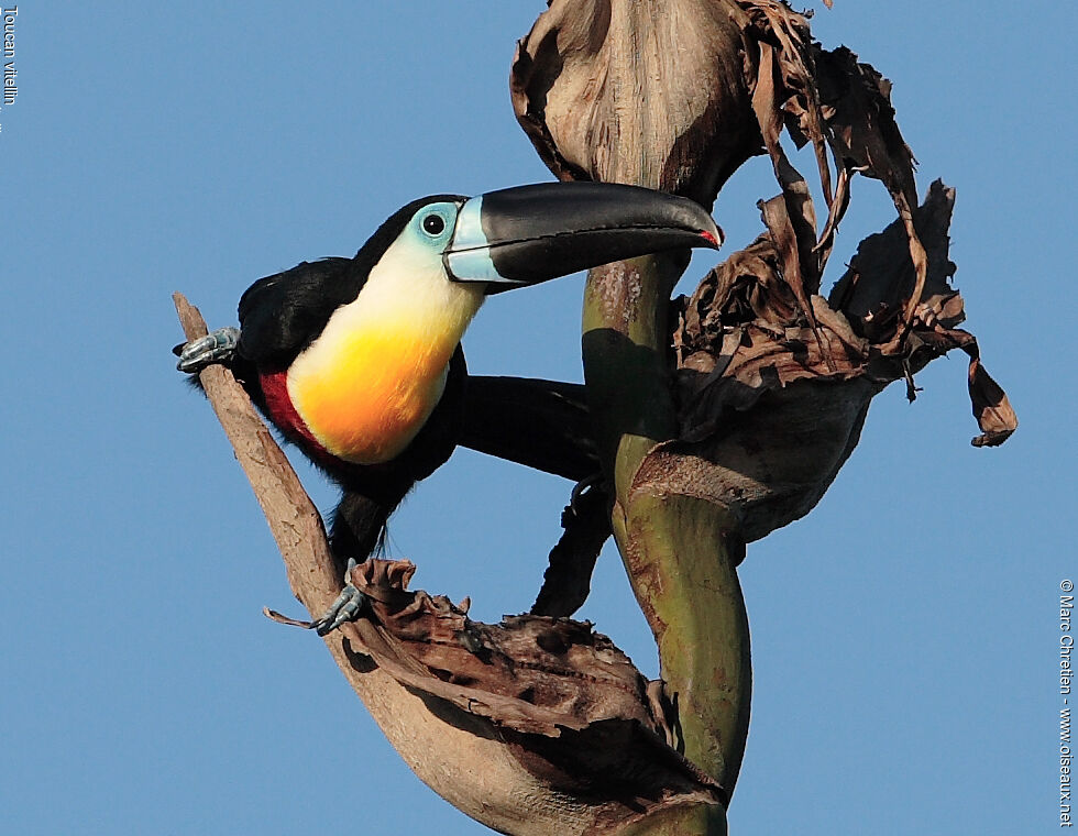 Toucan ariel - Ramphastos vitellinus ariel