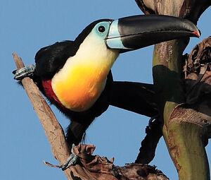 Toucan ariel