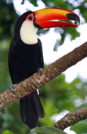 Toco Toucan
