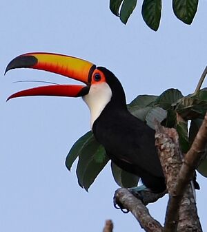 Toco Toucan