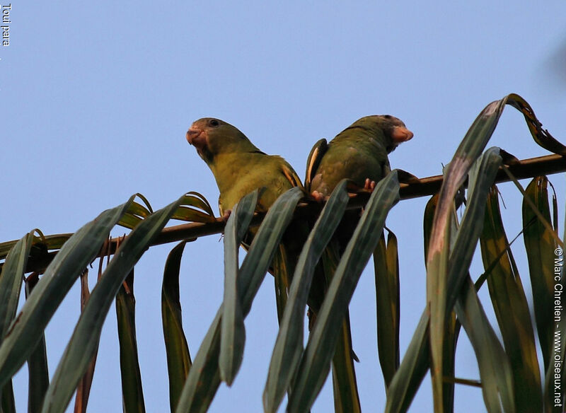 Golden-winged Parakeet adult