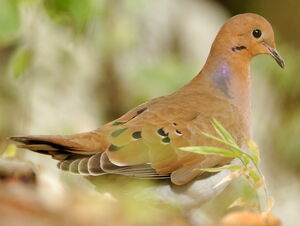 Zenaida Dove