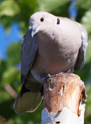 Eurasian Collared Dove