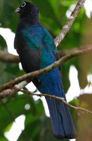 Trogon à queue blanche