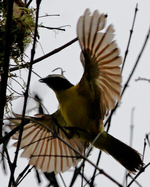Rusty-margined Flycatcher