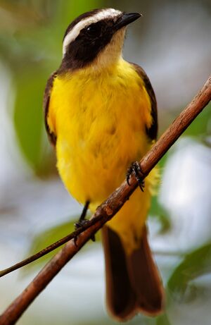Rusty-margined Flycatcher