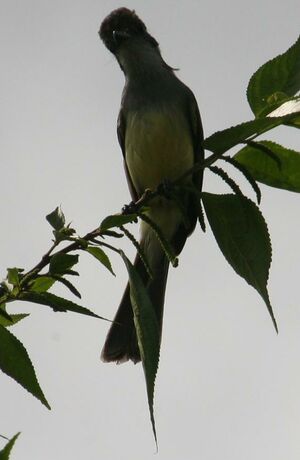 Dusky-capped Flycatcher