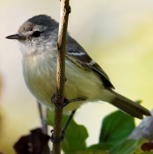 Tyranneau passegris