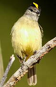 Yellow-crowned Tyrannulet