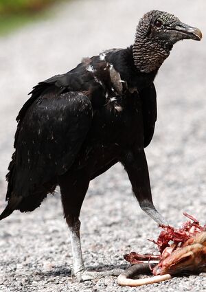 Black Vulture