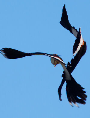 Northern Lapwing