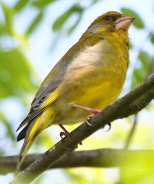 European Greenfinch