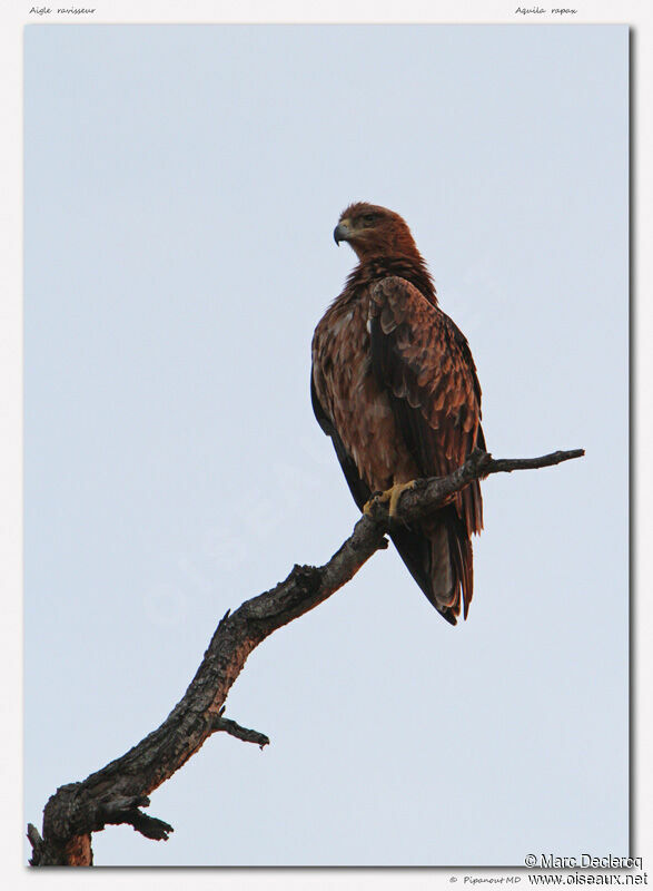 Tawny Eagle, identification