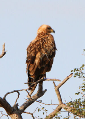 Aigle ravisseur