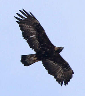 Golden Eagle