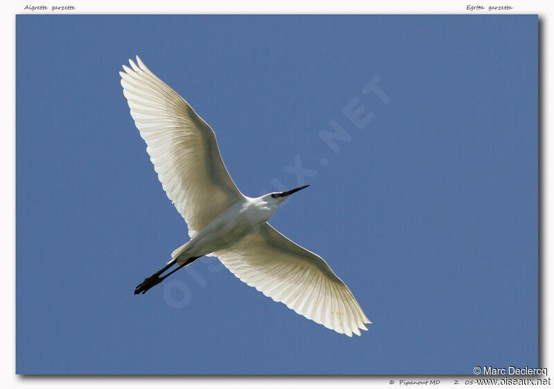 Little Egret, Flight