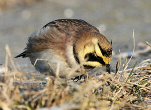 Horned Lark