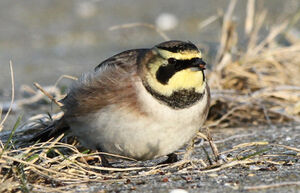 Horned Lark