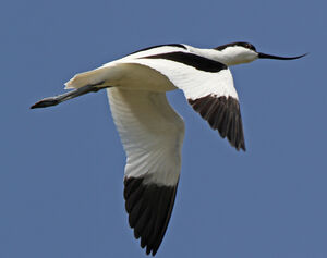 Pied Avocet 
&copy; Marc Declercq