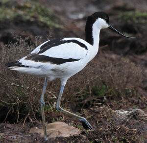 Pied Avocet 
&copy; Marc Declercq