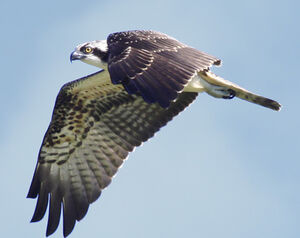Western Osprey 
&copy; Marc Declercq