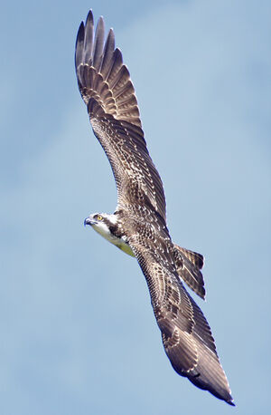 Western Osprey 
&copy; Marc Declercq