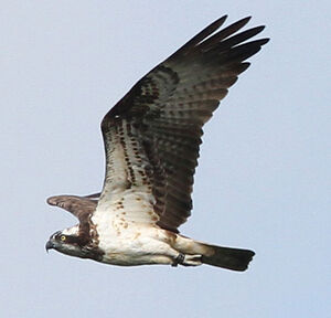 Western Osprey 
&copy; Marc Declercq