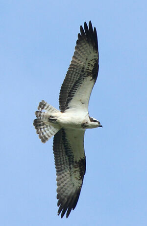 Western Osprey 
&copy; Marc Declercq