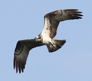 Western Osprey 
&copy; Marc Declercq