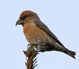 Red Crossbill 
&copy; Marc Declercq