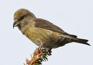 Red Crossbill 
&copy; Marc Declercq