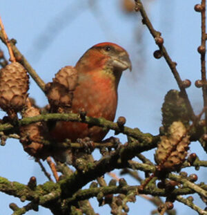 Red Crossbill 
&copy; Marc Declercq