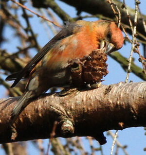 Red Crossbill 
&copy; Marc Declercq