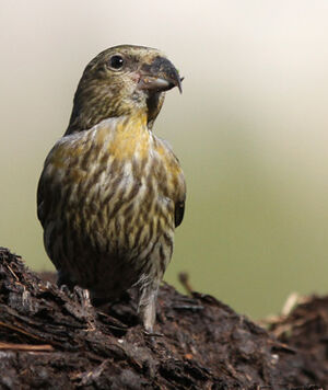Red Crossbill 
&copy; Marc Declercq