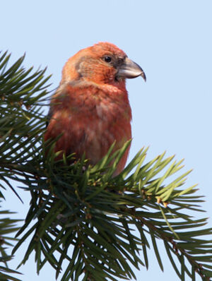 Red Crossbill 
&copy; Marc Declercq