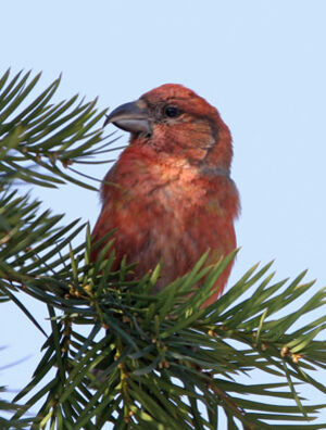 Red Crossbill 
&copy; Marc Declercq