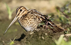 Common Snipe 
&copy; Marc Declercq