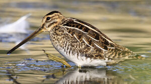 Common Snipe 
&copy; Marc Declercq