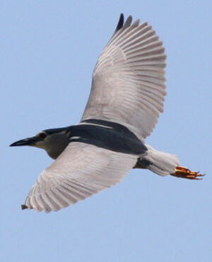 Black-crowned Night Heron