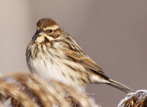 Common Reed Bunting 
&copy; Marc Declercq