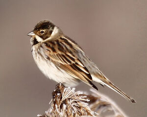 Common Reed Bunting 
&copy; Marc Declercq