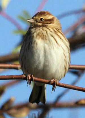Common Reed Bunting 
&copy; Marc Declercq