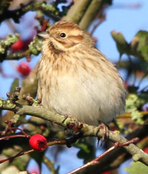 Common Reed Bunting 
&copy; Marc Declercq